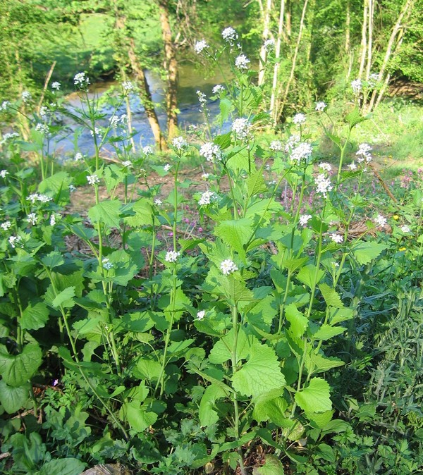 Alliaria petiolata